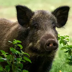 Un jeune bébé sanglier, curieux, émerge de la végétation verdoyante.