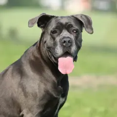 Potężny pies rasy cane corso italiano z językiem na wierzchu, siedzący na tle zielonej łąki.