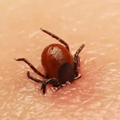 Cómo se mueren las garrapatas: métodos efectivos para eliminarlas