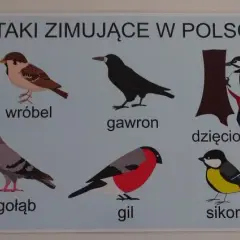 Ptaki zimujące w Polsce: jak mądrze pomóc i je rozpoznać?