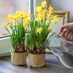 Vaso con narcisi gialli in fiore, una mano versa acqua da una caraffa. Ideale per sapere quando piantare i narcisi in vaso.