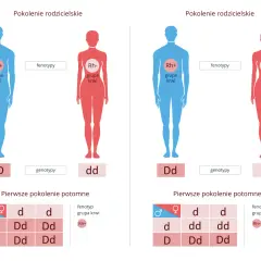 Ilustracja pokazuje dziedziczenie grupy krwi Rh. Rodzice z genotypami DD i dd mają potomstwo z genotypem Dd, co daje fenotyp Rh+.