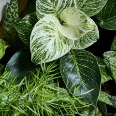 Zadbaj o lśniące liście kwiatów! Na zdjęciu bujna zieleń: Philodendron Birkin, pnącze i inne rośliny.