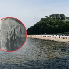 Czy meduzy w Bałtyku są groźne? Poznaj niebezpieczeństwa i zagrożenia