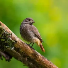 Kleiner brauner Vogel mit rostbraunem Schwanz auf einem bemoosten Ast. Hilft bei der vogelart bestimmen.