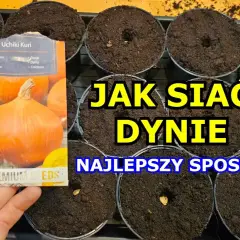 Jak siać dynie: sprawdzone metody i tajniki udanej uprawy