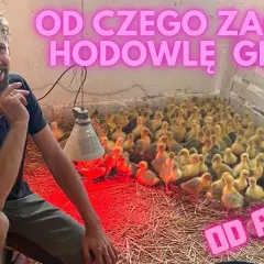 Jak rozpocząć hodowlę gęsi i uniknąć kosztownych błędów