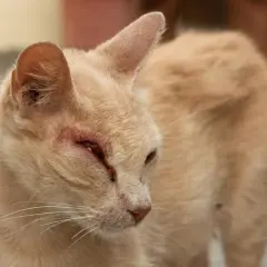 Un chat roux souffre d'une maladie des yeux, son œil gauche est rouge et gonflé.