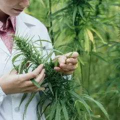 Marihuana w Polsce: Legalność, kary, medyczna, CBD. Poznaj fakty.