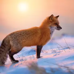 Piękna fotografia zwierząt: rudy lis na śniegu o zachodzie słońca.