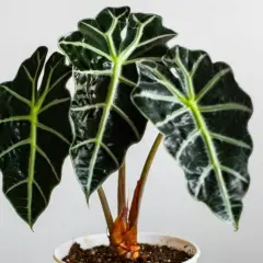 Alocasia scalprum z ciemnozielonymi, błyszczącymi liśćmi o wyraźnych, jasnych żyłkach, w białej doniczce.