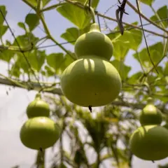 Zielone, dwuklapowe owoce tykwy pospolitej zwisają z pnącza na tle błękitnego nieba.