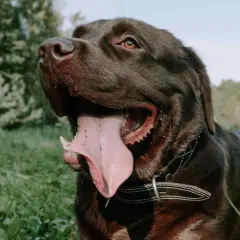 Un labrador oscuro jadea en la hierba, su lengua rosada colgando. Quizás se pregunte porque jadean los perros cuando hace calor.