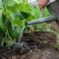 Ręka podlewa ogórki z konewki. Właściwe nawadnianie to klucz do obfitych plonów.