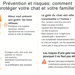La gale du chat est transmissible à l'homme, causant démangeaisons et éruptions. Les symptômes disparaissent quand le chat est soigné.