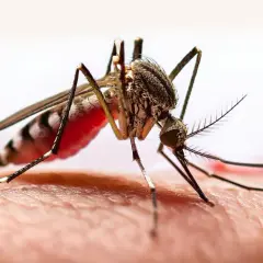 Komar z czerwonym odwłokiem na skórze, przypominający o potrzebie szczepienia przeciwko żółtej febrze.