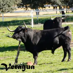 Toros bravos pastando en la ganadería Cortijoliva. Un toro negro con cuernos imponentes se alza en primer plano, mientras otro le sigue de cerca.