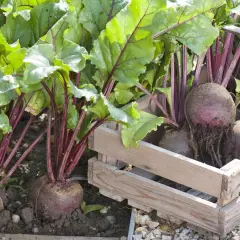 Frisch geerntete rote Bete mit grünen Blättern und roten Stielen liegen in einer Holzkiste. Die Ernte ist erfolgreich!