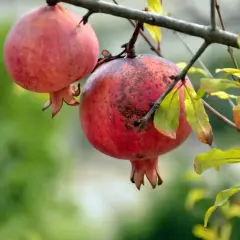 Due melograni maturi pendono da un ramo. L'albero di melograno mostra i suoi frutti rossi e le foglie autunnali.