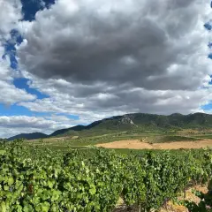 Vignoble verdoyant sous un ciel orageux, avec des collines et des champs à perte de vue. Un paysage typique de la région de Madrid.