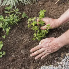 Mains plantant une verveine citronnelle en pot dans la terre.