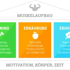 Grafik zeigt Säulen für Muskelaufbau: Training, Ernährung, Erholung. Ein Bodybuilder-Symbol oben.