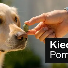 Złoty retriever wącha przysmak. To ludzki probiotyk dla psa, który pomaga mu czuć się lepiej.