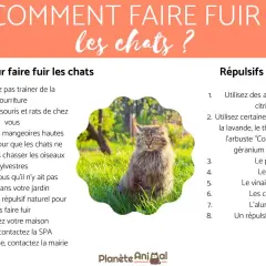 Un chat majestueux assis dans l'herbe, entouré de conseils pour un anti chat jardin efficace.