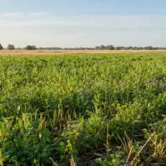 Zielone pole z kwitnącym poplonem pod kukurydzę, w tle złote łany zboża i drzewa.