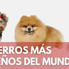 El perro más pequeño del mundo: sorprendente historia de Pearl