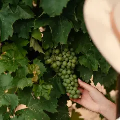 Dłoń w kapeluszu dotyka kiści zielonych winogron, które dojrzewają na krzewie, by stać się wyśmienitym tokaj szamorodni.