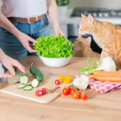 Pomarańczowy kot obserwuje, jakie warzywa może jeść kot: ogórki, marchew, pomidorki, rzodkiewki i sałatę.