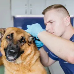 Weterynarz bada ucho owczarka niemieckiego, podejrzewając zapalenie ucha u psa.
