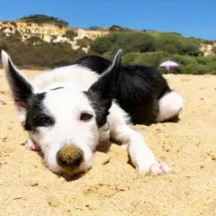 Un perro blanco y negro descansa en la arena de la playa, con colinas verdes y el cielo azul al fondo.