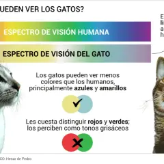 Los gatos ven menos colores que los humanos, principalmente azules y amarillos. Su visión limitada les ayuda en poca luz.