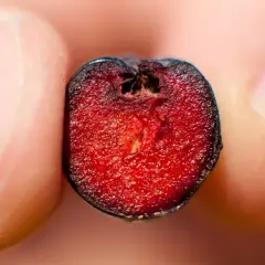 Eine aufgeschnittene Aroniabeere, die reich an Eisen ist, wird zwischen Fingern gehalten.
