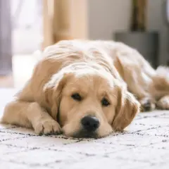 Un perro labrador dorado descansa en una alfombra con un patrón de rombos.