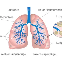 Anatomie der Lunge mit Luftröhre, Bronchien, Lungenbläschen. Wichtige Infos für die Lebenserwartung bei Lungenkrebs und Strahlentherapie.