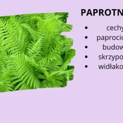 Paprotniki: cechy paprociowe, budowa skrzypowe, widłakowe. Bujne, zielone liście paproci tworzą gęsty dywan.