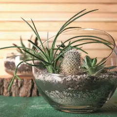 Miniaturowy ogród w szklanej kuli: sukulenty i kaktus w otoczeniu kamyków i ziemi. Kwiaty w wodzie w szkle tworzą zieloną oazę.