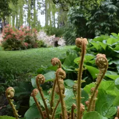 Młode pędy paproci, idealne do sadzenia pod sosnami, rozwijają się w cieniu drzew.