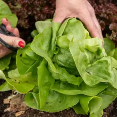 Hände ernten einen grünen Kopfsalat. Hoffentlich schmeckt der Salat nicht bitter, denn er sieht frisch aus.