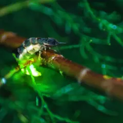 Una pequeña luciernaga brilla en una rama en España, iluminando la noche verde.