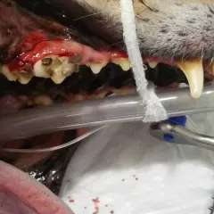 Boca de perro con encías inflamadas y dientes sucios, indicativo de mal aliento perros. Se observa equipo veterinario.