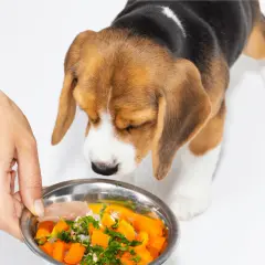 Un cachorro beagle huele un cuenco de comida casera con zanahoria y pollo. ¡La lechuga es buena para los perros!
