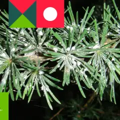 Gałązka sosny z widocznym ośrojnikiem sosnowym, pokryta białym nalotem.