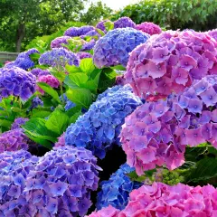 Abundante hortensia en maceta, con flores azules y rosadas vibrantes, creando un tapiz floral exuberante y lleno de color.