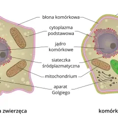 Czym różni się komórka roślinna od zwierzęcej? Kluczowe różnice, które musisz znać