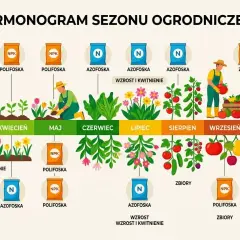 Harmonogram nawożenia: Azofoska do wzrostu i kwitnienia w czerwcu i lipcu, Polifoska do zbiorów we wrześniu.