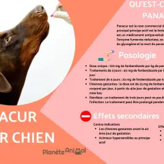 Un chien brun reçoit une pilule. Le texte mentionne le Panacur pour chien et ses effets secondaires possibles.